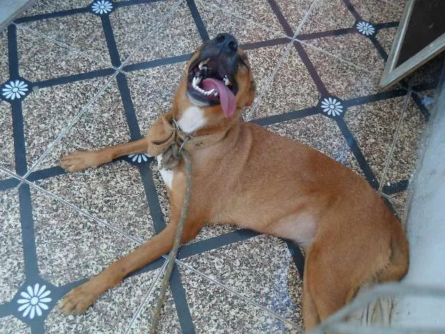 Cachorro raça  idade 1 ano nome catara