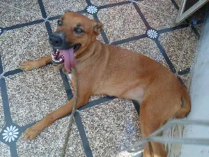 Cachorro raça  idade 1 ano nome catara
