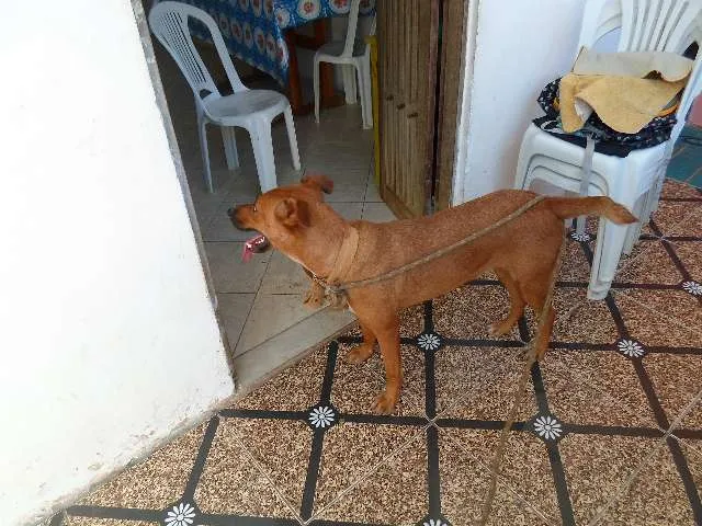 Cachorro raça  idade 1 ano nome catara