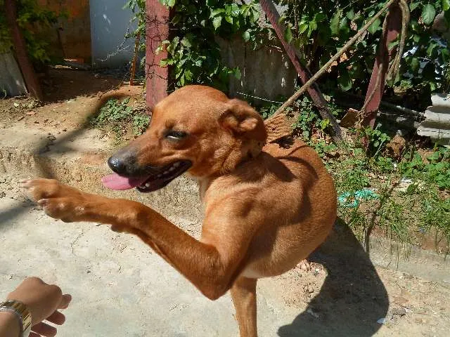 Cachorro raça  idade 1 ano nome catara