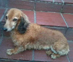 Cachorro raça Vira lata idade 6 ou mais anos nome Narigão