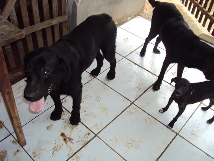 Cachorro ra a Diversas idade  nome Lindos animaizinhos