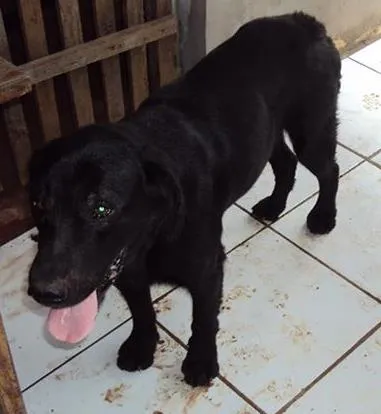 Cachorro ra a Diversas idade  nome Lindos animaizinhos