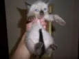 filhotes da mimi