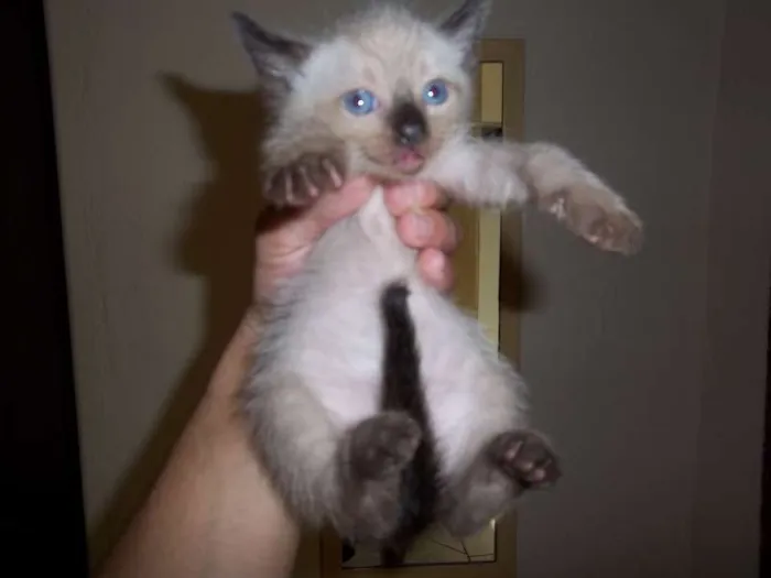 Gato ra a Olhos azuis idade Abaixo de 2 meses nome filhotes da mimi