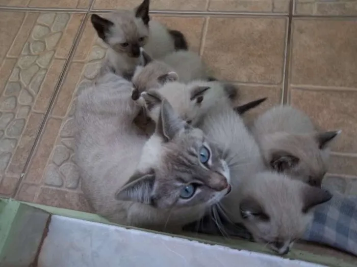 Gato ra a Olhos azuis idade Abaixo de 2 meses nome filhotes da mimi