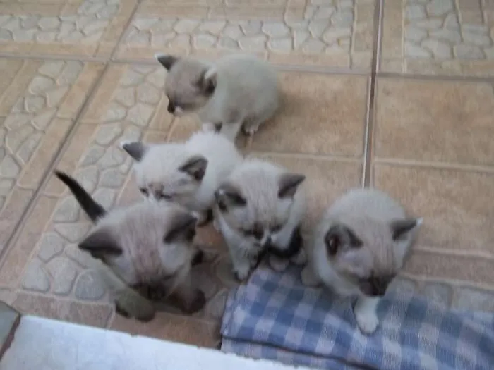 Gato ra a Olhos azuis idade Abaixo de 2 meses nome filhotes da mimi