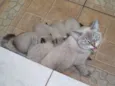 filhotes da mimi