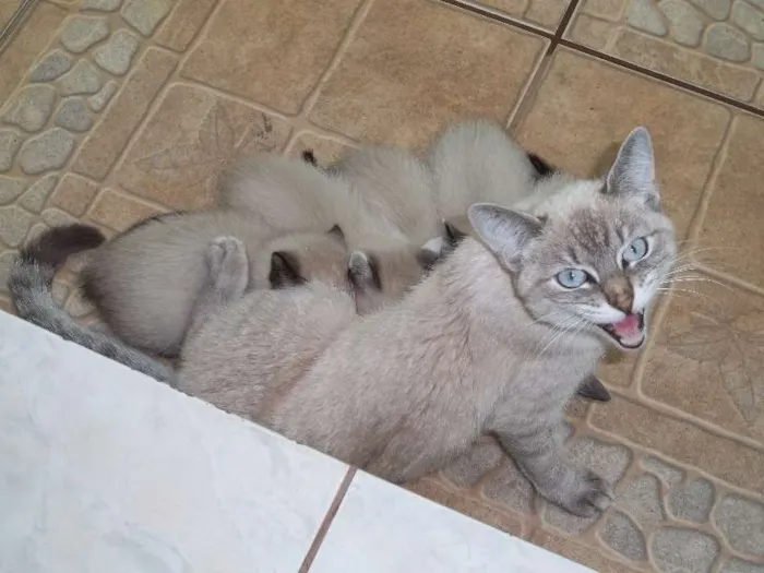 Gato ra a Olhos azuis idade Abaixo de 2 meses nome filhotes da mimi