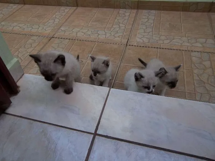 Gato ra a Olhos azuis idade Abaixo de 2 meses nome filhotes da mimi