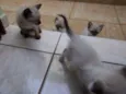 filhotes da mimi