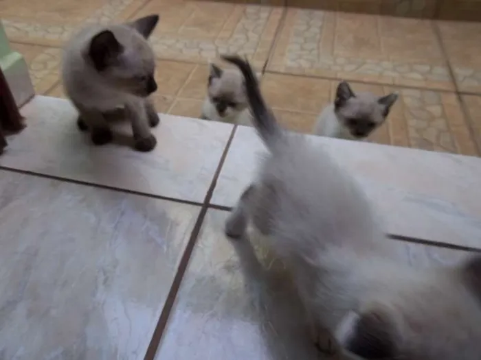 Gato ra a Olhos azuis idade Abaixo de 2 meses nome filhotes da mimi