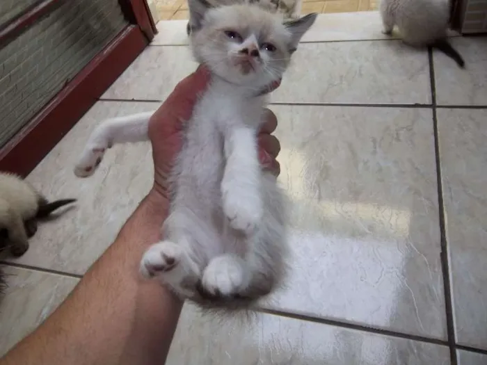 Gato ra a Olhos azuis idade Abaixo de 2 meses nome filhotes da mimi