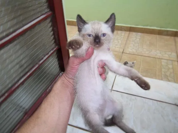 Gato ra a Olhos azuis idade Abaixo de 2 meses nome filhotes da mimi