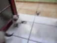 filhotes da mimi