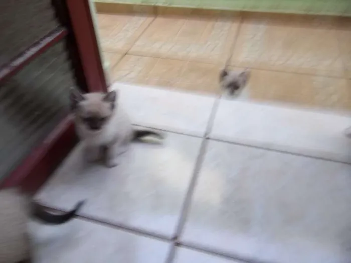 Gato ra a Olhos azuis idade Abaixo de 2 meses nome filhotes da mimi