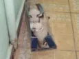 filhotes da mimi