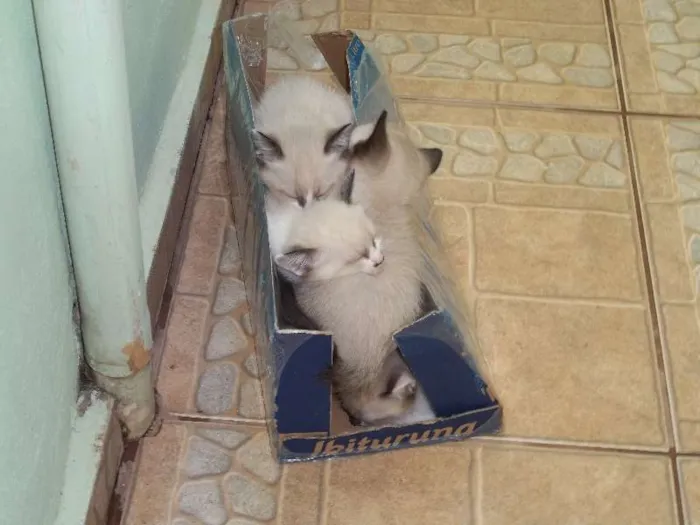 Gato ra a Olhos azuis idade Abaixo de 2 meses nome filhotes da mimi