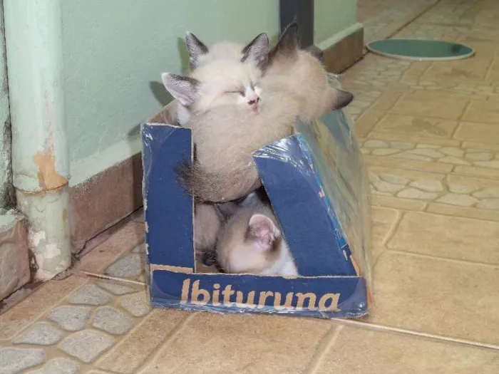Gato ra a Olhos azuis idade Abaixo de 2 meses nome filhotes da mimi