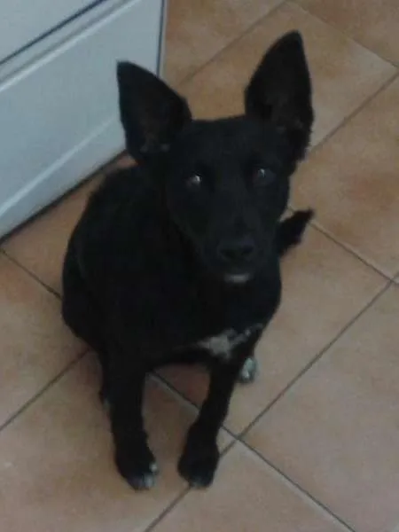 Cachorro raça viralata idade 2 anos nome Pretinha