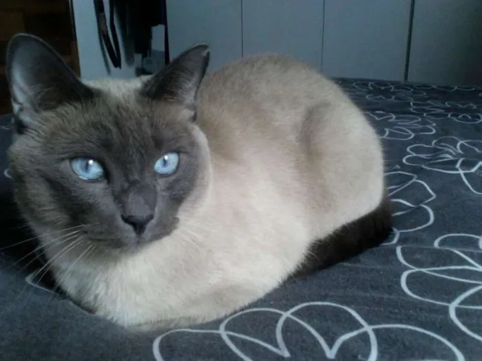 Gato ra a SRD idade 3 anos nome Marley