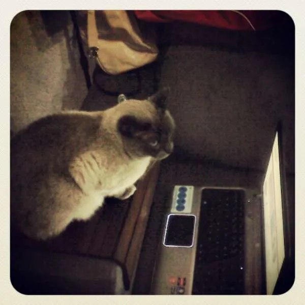 Gato ra a SRD idade 3 anos nome Marley