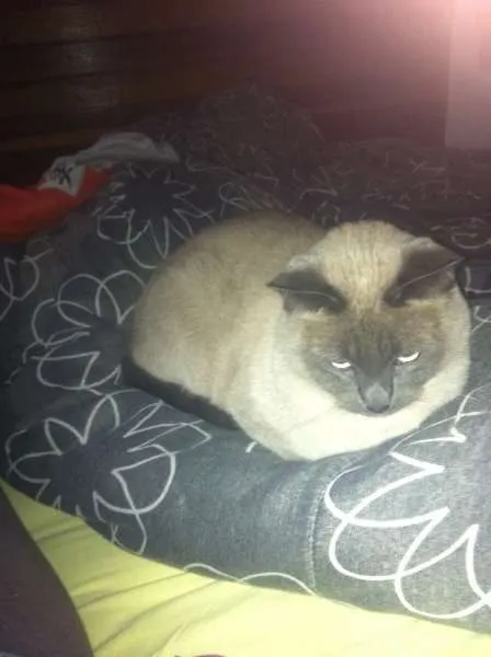 Gato ra a SRD idade 3 anos nome Marley