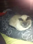 Marley