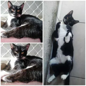 Gato raça SRD idade 7 a 11 meses nome Jully