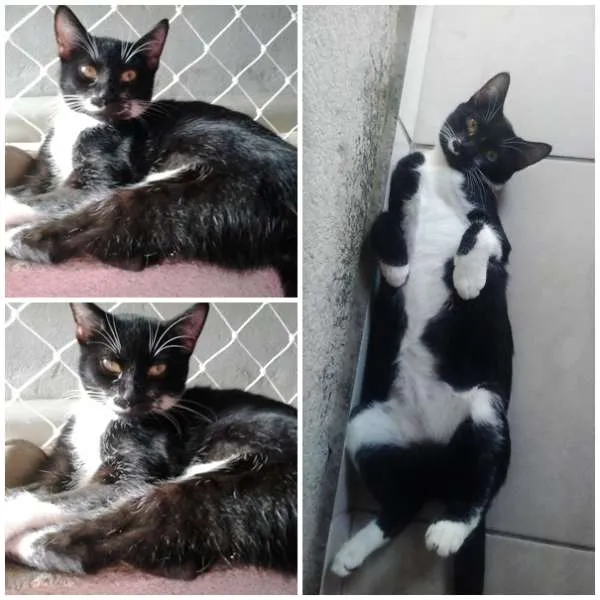 Gato ra a SRD idade 7 a 11 meses nome Jully