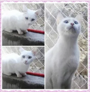 Gato raça SRD idade 1 ano nome Millie