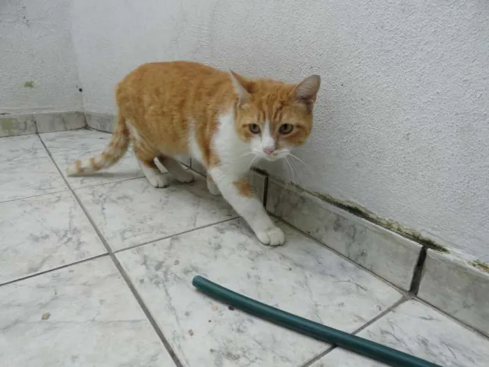Gato ra a srd idade 1 ano nome Ted