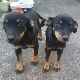 Cachorro raça SRD idade 2 a 6 meses nome SOCORRO URGEENTE