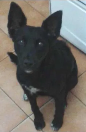 Cachorro raça viralata idade 2 anos nome Pretinha