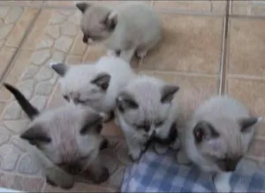Gato raça Olhos azuis idade Abaixo de 2 meses nome filhotes da mimi