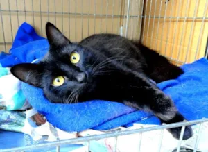 Gato raça SRD idade 7 a 11 meses nome Kin