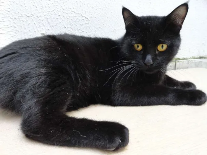 Gato ra a SRD idade 7 a 11 meses nome Kin