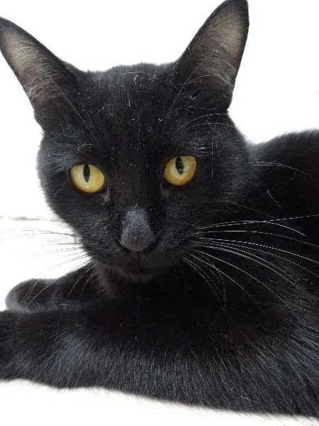 Gato ra a SRD idade 7 a 11 meses nome Kin