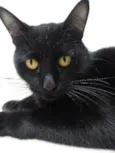 Kin