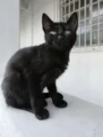 Estelinha