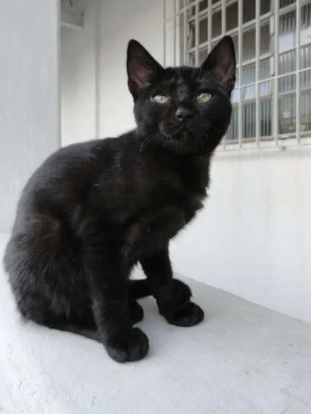 Gato ra a SRD idade 2 a 6 meses nome Estelinha