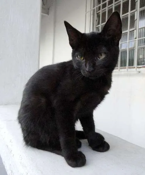 Gato ra a SRD idade 2 a 6 meses nome Estelinha