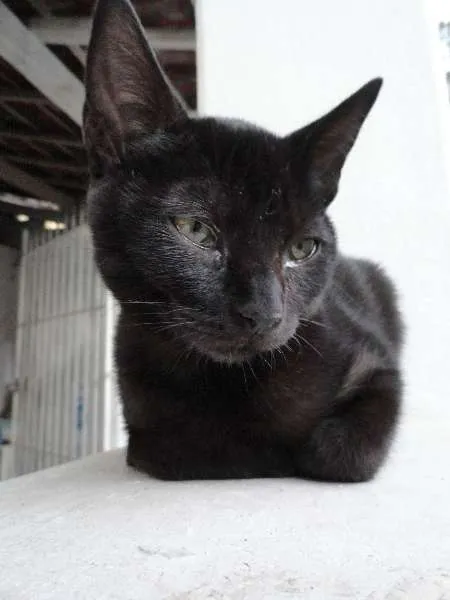 Gato ra a SRD idade 2 a 6 meses nome Estelinha