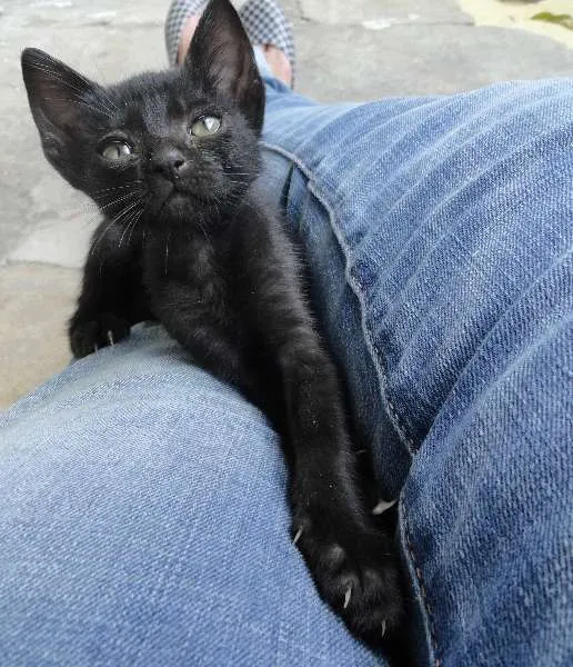 Gato ra a SRD idade 2 a 6 meses nome Estelinha