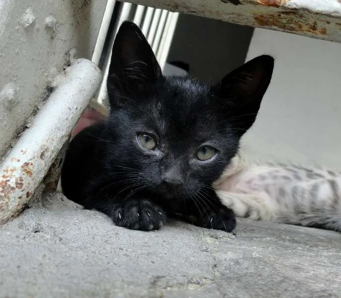 Gato ra a SRD idade 2 a 6 meses nome Estelinha