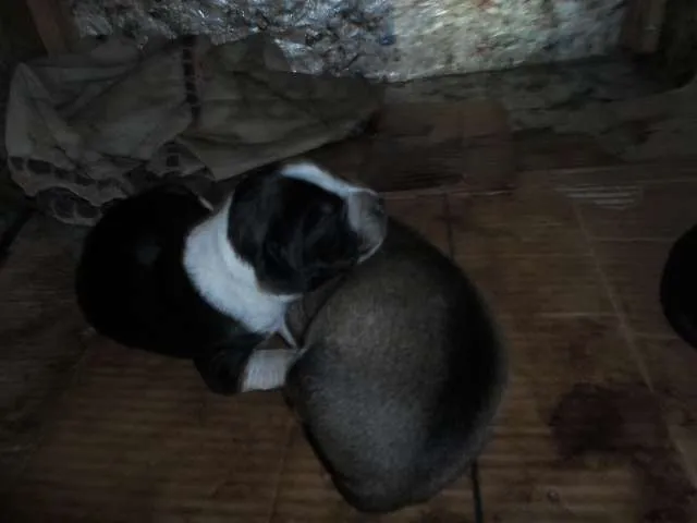 Cachorro raça Vira-Lata muito fofo idade Abaixo de 2 meses nome Sem nome ainda