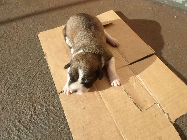 Cachorro raça Vira-Lata muito fofo idade Abaixo de 2 meses nome Sem nome ainda