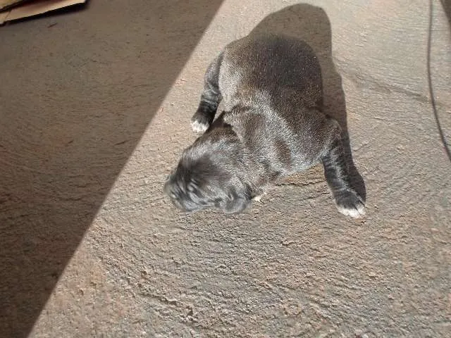 Cachorro raça Vira-Lata muito fofo idade Abaixo de 2 meses nome Sem nome ainda
