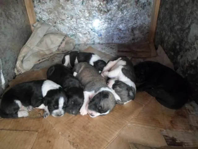 Cachorro raça Vira-Lata muito fofo idade Abaixo de 2 meses nome Sem nome ainda