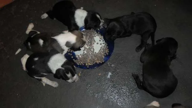 Cachorro raça Vira-Lata muito fofo idade Abaixo de 2 meses nome Sem nome ainda